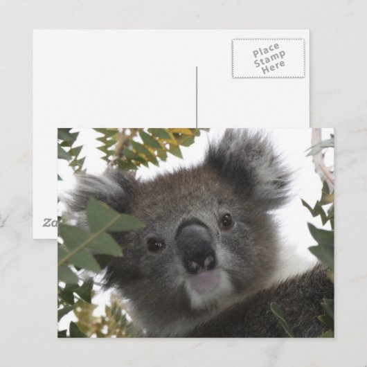 Koala Briefkaart (Voorkant / Achterkant)