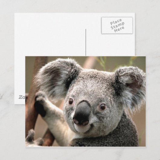 Koala Briefkaart (Voorkant / Achterkant)