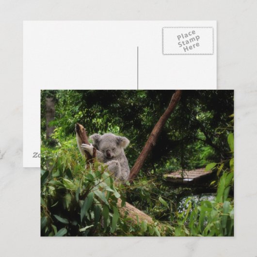 koala briefkaart (Voorkant / Achterkant)