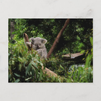 koala briefkaart