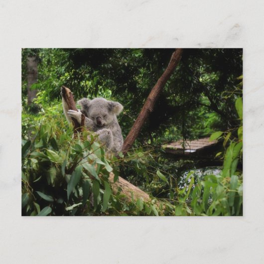koala briefkaart (Voorkant)