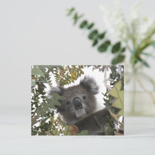 Koala Briefkaart (Staand voorkant)
