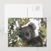 Koala Briefkaart (Voorkant / Achterkant)
