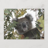 Koala Briefkaart (Voorkant)