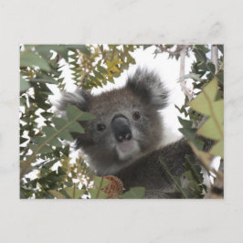 Koala Briefkaart