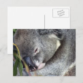 Koala Briefkaart (Voorkant / Achterkant)