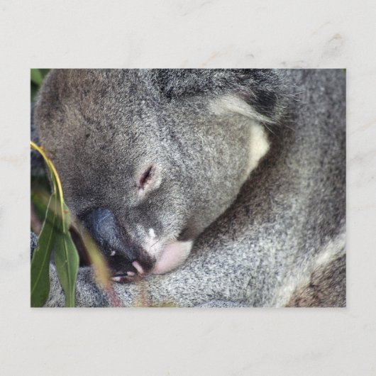Koala Briefkaart (Voorkant)