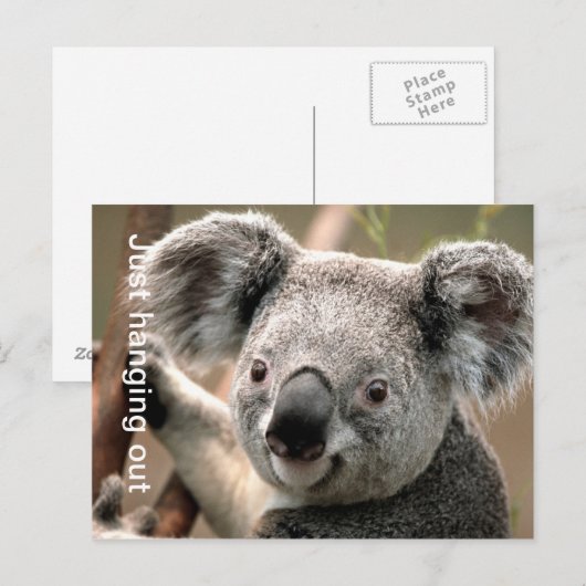 Koala Briefkaart (Voorkant / Achterkant)