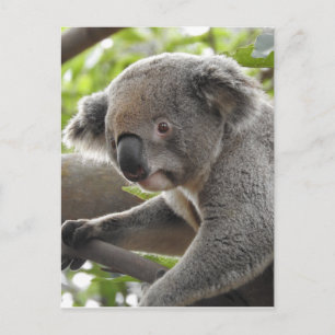 Koala Briefkaart