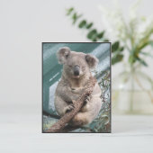 Koala, Briefkaart, 2013, 4,25 x 5,6 inch Briefkaart (Staand voorkant)