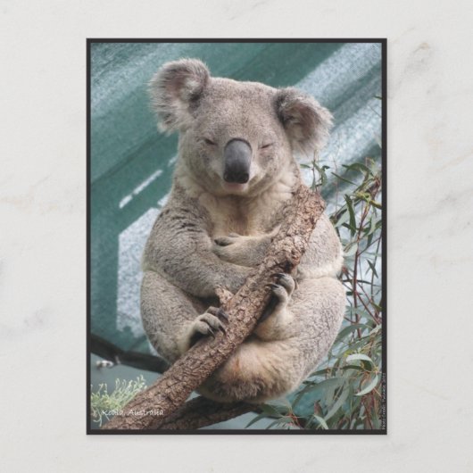 Koala, Briefkaart, 2013, 4,25 x 5,6 inch Briefkaart (Voorkant)
