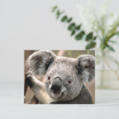 Koala-Briefkaart Briefkaart (Staand voorkant)