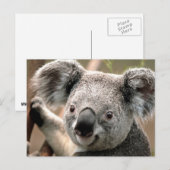 Koala-Briefkaart Briefkaart (Voorkant / Achterkant)