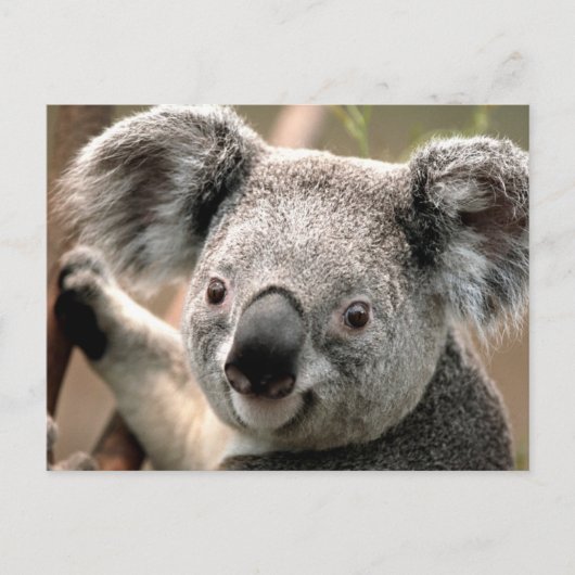 Koala-Briefkaart Briefkaart (Voorkant)