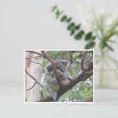 koala bundel briefkaart (Staand voorkant)