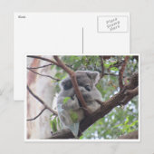koala bundel briefkaart (Voorkant / Achterkant)