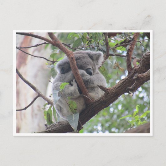 koala bundel briefkaart (Voorkant)