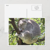 koala bundel briefkaart (Voorkant / Achterkant)