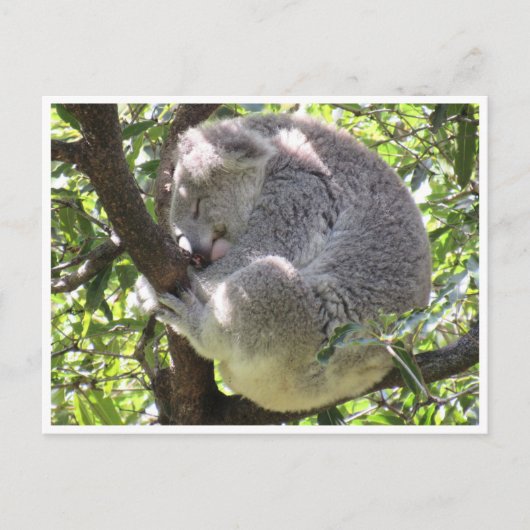 koala bundel briefkaart (Voorkant)