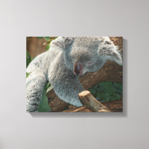 Koala Canvas Afdruk
