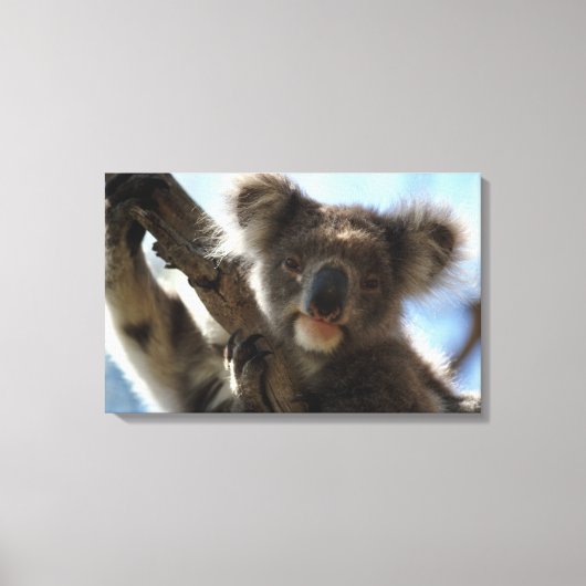 koala canvas afdruk (Voorkant)