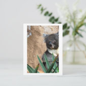 Koala Close-up Briefkaart (Staand voorkant)