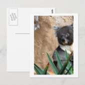 Koala Close-up Briefkaart (Voorkant / Achterkant)