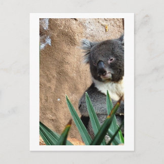 Koala Close-up Briefkaart