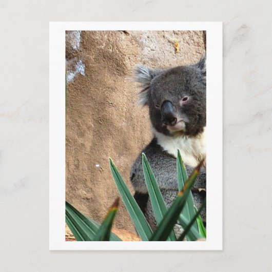 Koala Close-up Briefkaart (Voorkant)