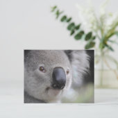 Koala Close-up Foto Briefkaart (Staand voorkant)
