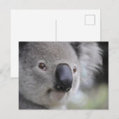 Koala Close-up Foto Briefkaart (Voorkant / Achterkant)