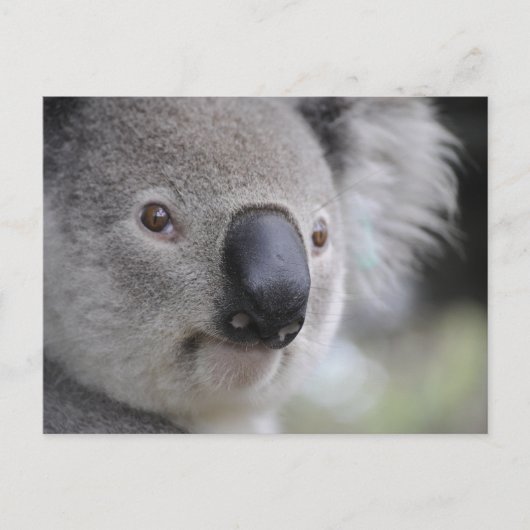 Koala Close-up Foto Briefkaart (Voorkant)