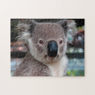 Koala Close Up, Jigzaag Puzzle Legpuzzel