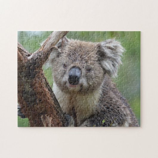 Koala Close Up, Jigzaag Puzzle Legpuzzel (Horizontaal)