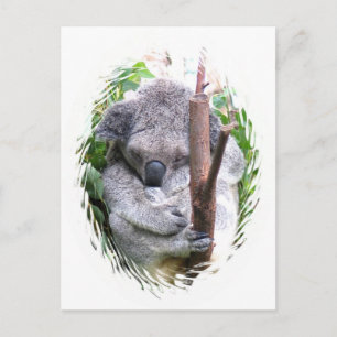 Koala Cuddle Briefkaart