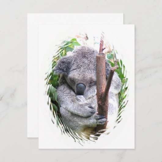 Koala Cuddle Kaart (Voorkant / Achterkant)