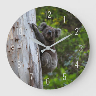 Koala Cute Animal in een boom Australië Grote Klok