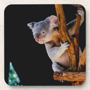 Koala Cute in Tree Grey Bier Onderzetter