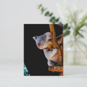 Koala Cute in Tree Grey Briefkaart (Staand voorkant)