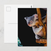 Koala Cute in Tree Grey Briefkaart (Voorkant / Achterkant)