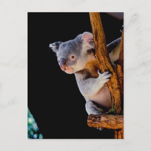 Koala Cute in Tree Grey Briefkaart (Voorkant)