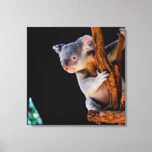 Koala Cute in Tree Grey Canvas Afdruk