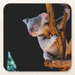 Koala Cute in Tree Grey Kartonnen Onderzetters
