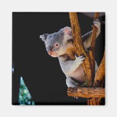 Koala Cute in Tree Grey Magneet (Voorkant)