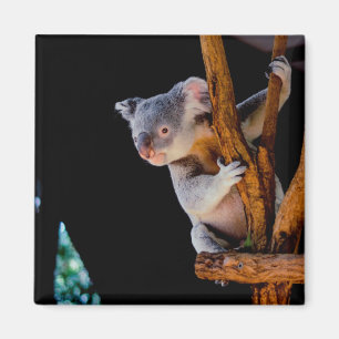 Koala Cute in Tree Grey Magneet