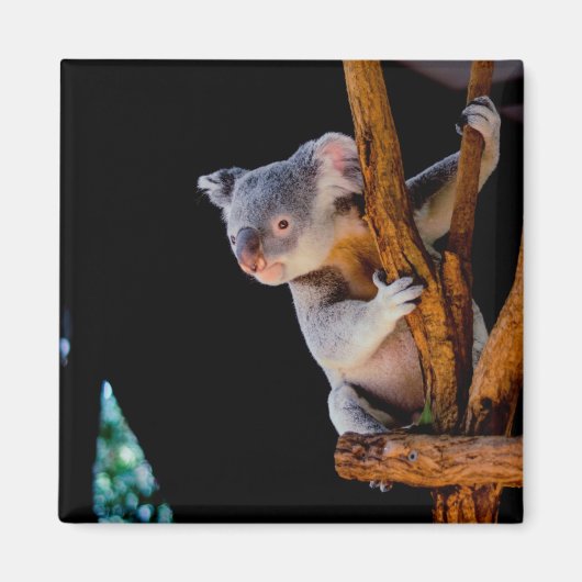 Koala Cute in Tree Grey Magneet (Voorkant)
