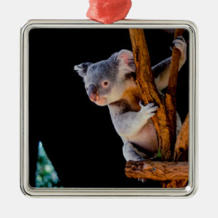 Koala Cute in Tree Grey Metalen Ornament