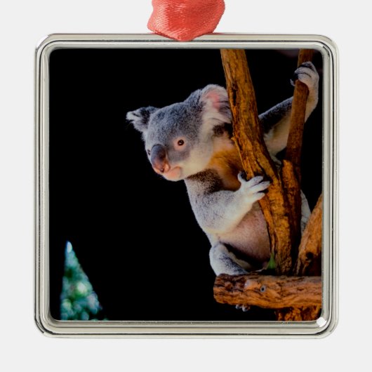 Koala Cute in Tree Grey Metalen Ornament (Voorkant)