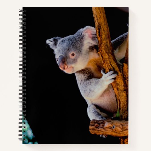 Koala Cute in Tree Grey Notitieboek (Voorkant)