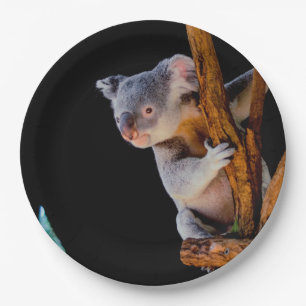 Koala Cute in Tree Grey Papieren Bordje